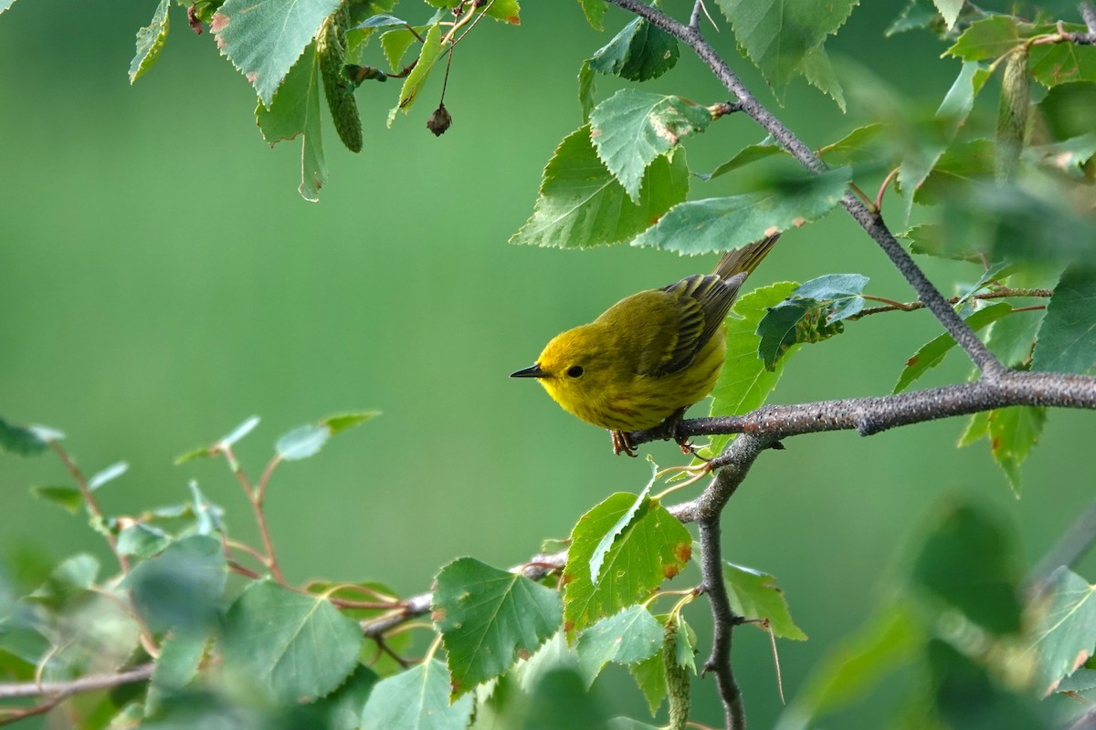 Yellow Warbler (Northern) - ML642431954