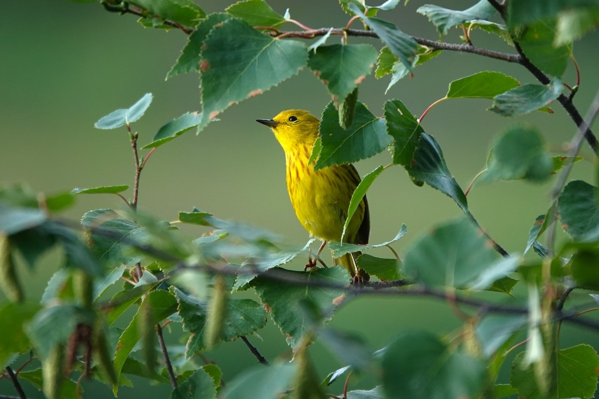 Yellow Warbler (Northern) - ML642431955