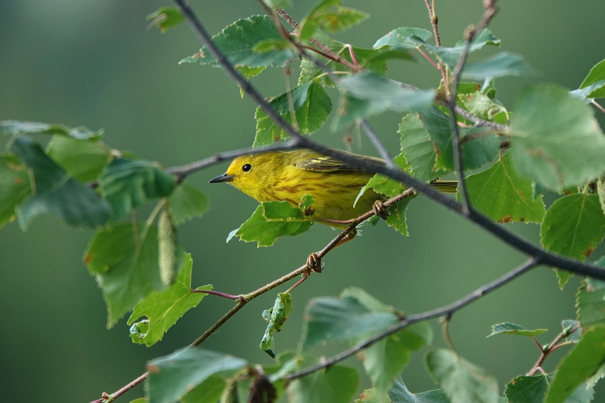Yellow Warbler (Northern) - ML642431956