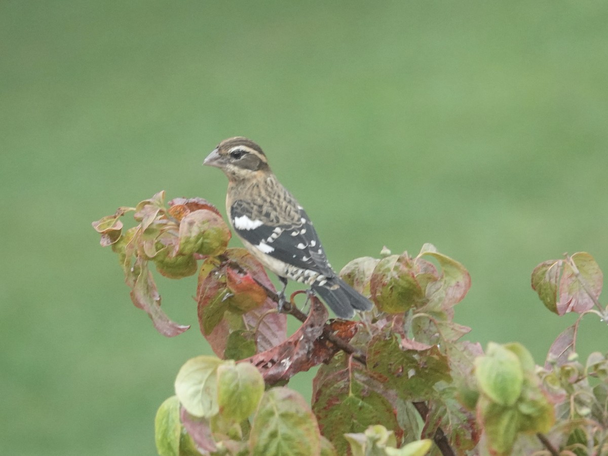 Rose-breasted Grosbeak - ML642431959
