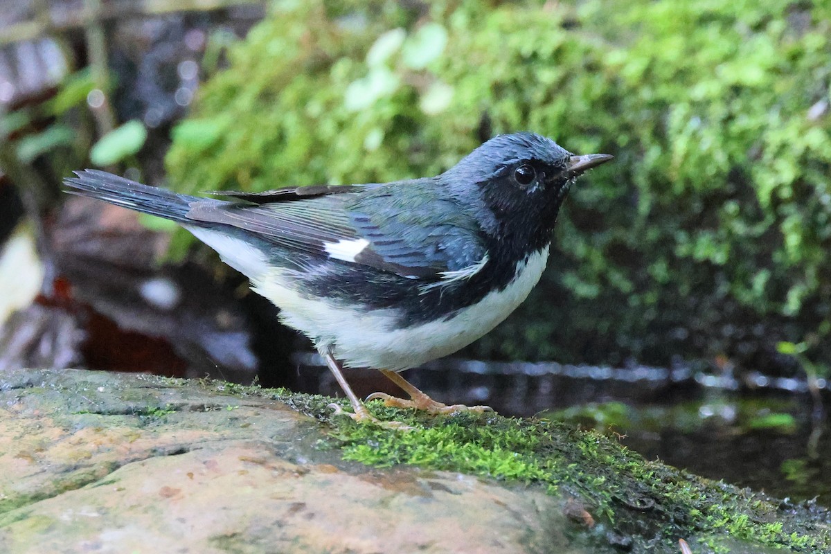 Black-throated Blue Warbler - ML642431960