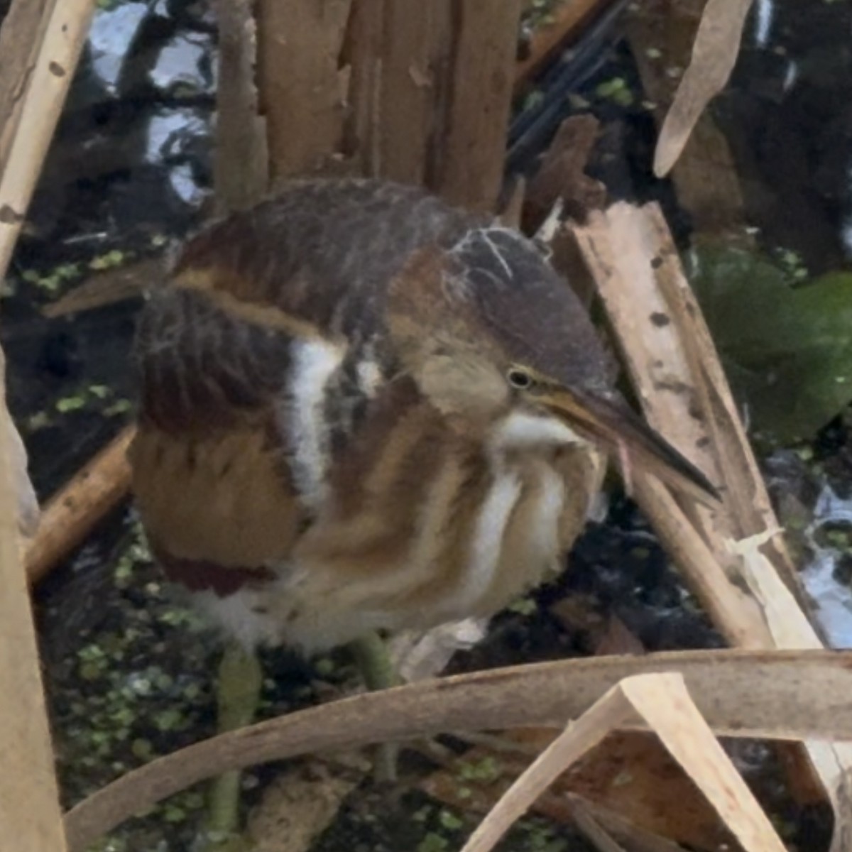 Least Bittern - ML642431973