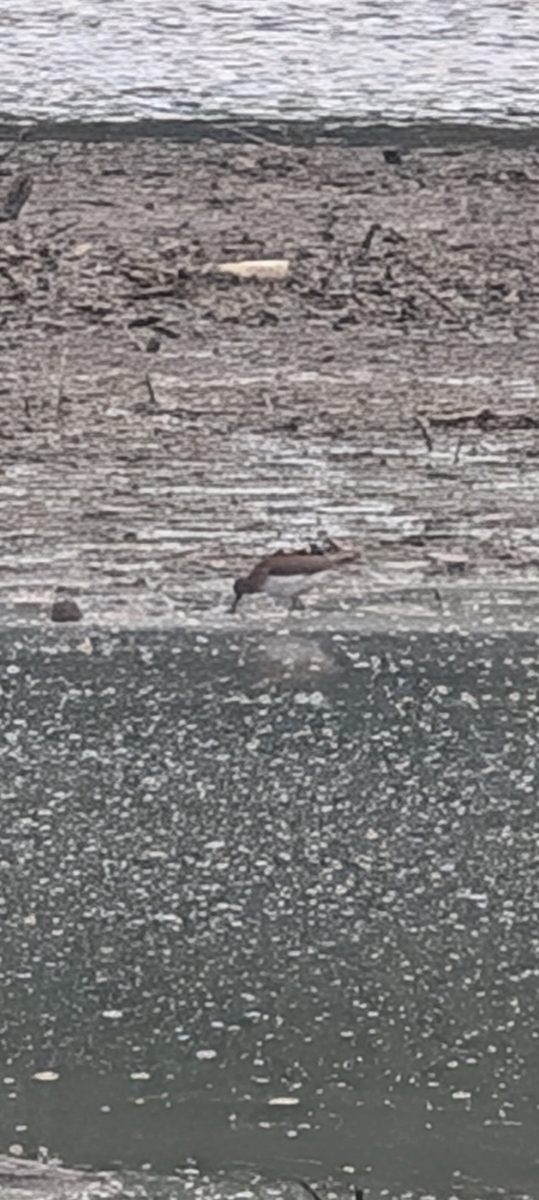 shorebird sp. - ML642431974