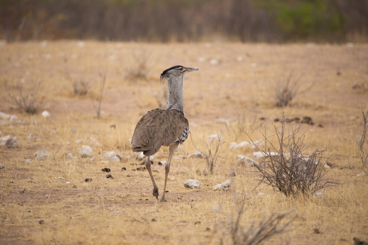 Kori Bustard - ML642431975