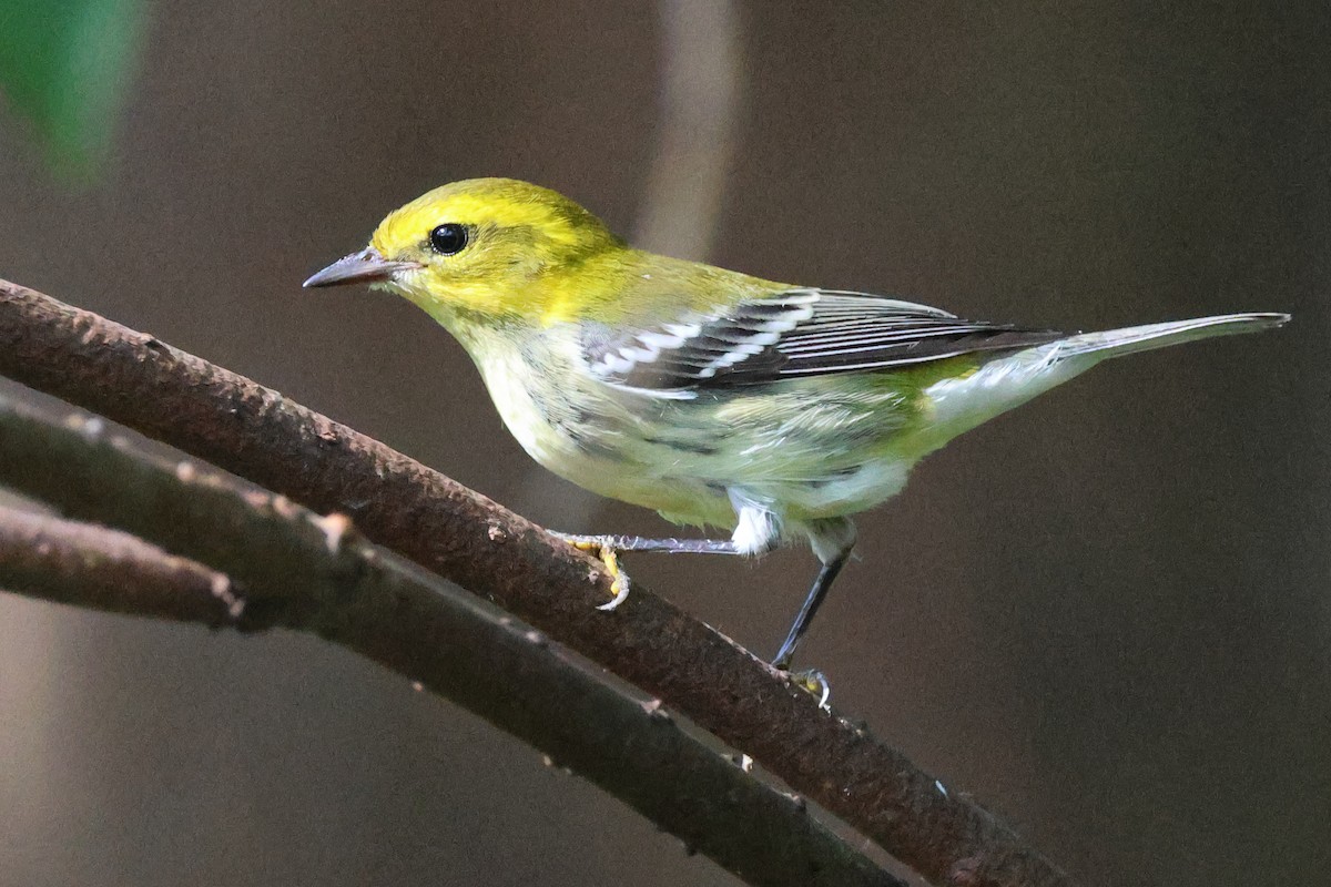Black-throated Green Warbler - ML642431977