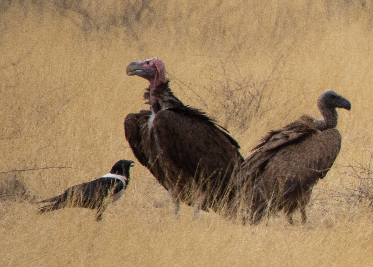 Lappet-faced Vulture - ML642431978