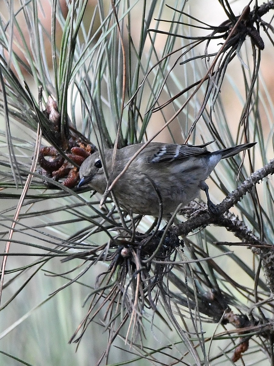 Yellow-rumped Warbler - ML642431980