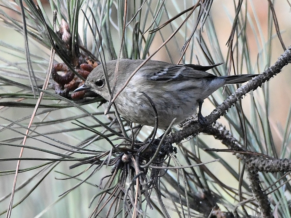 Yellow-rumped Warbler - ML642431981