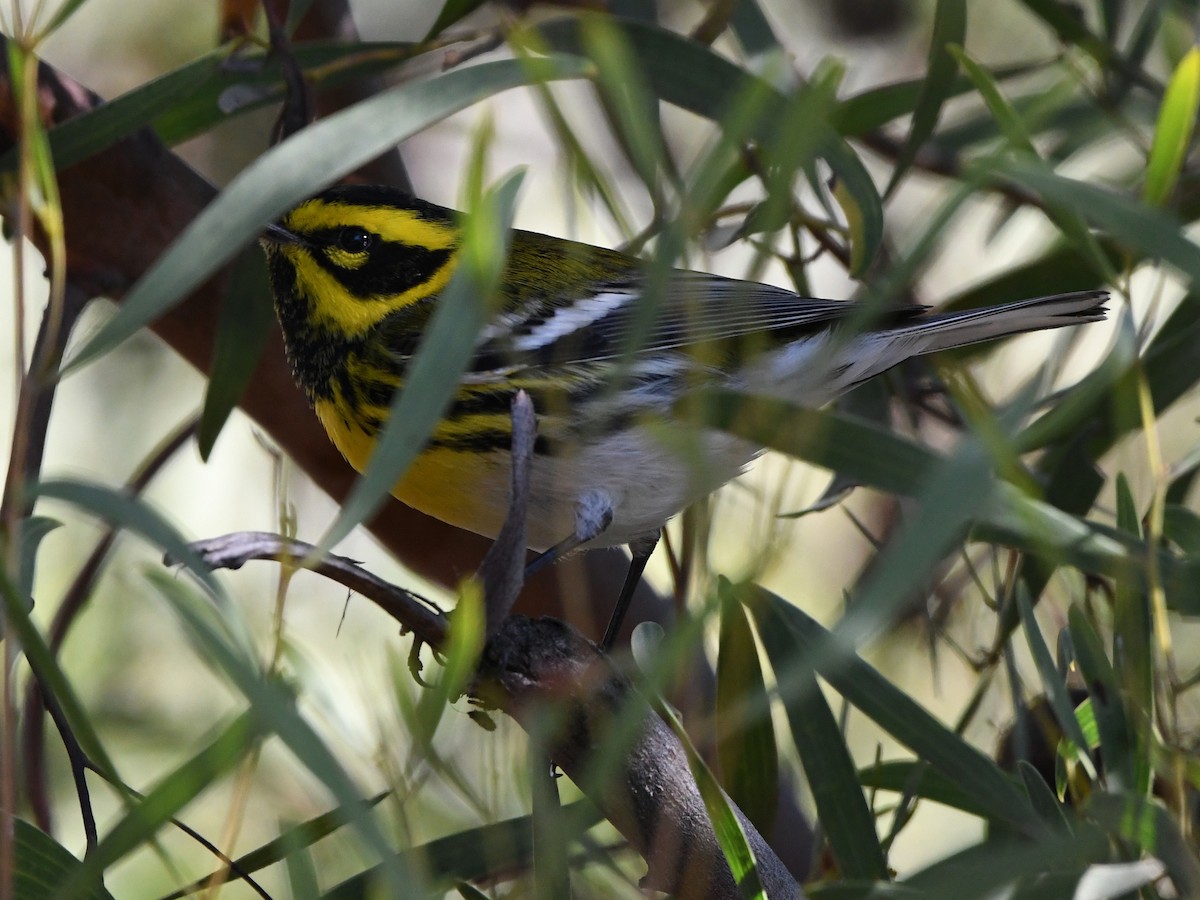 Townsend's Warbler - ML642431984
