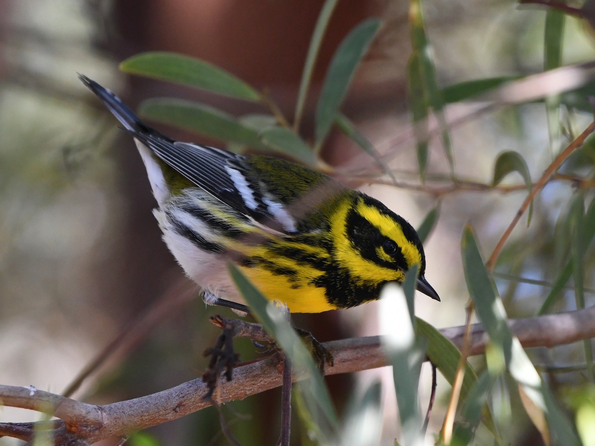 Townsend's Warbler - ML642431986