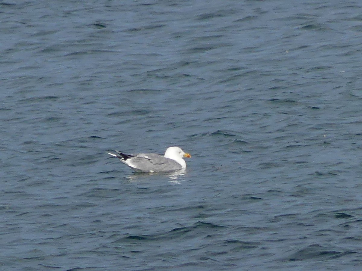 Yellow-legged Gull - ML642431990