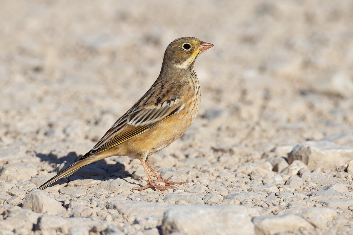 Ortolan Bunting - ML642431992