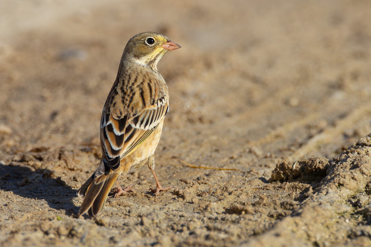 Ortolan Bunting - ML642431993