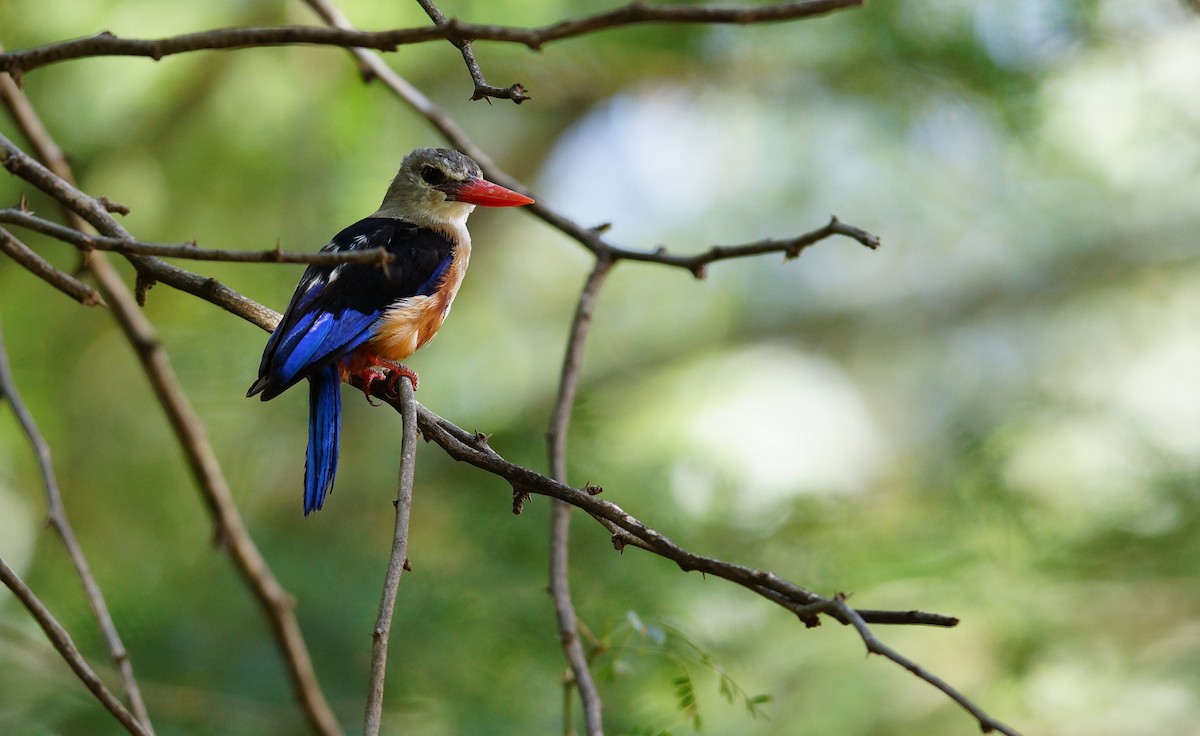 Gray-headed Kingfisher - ML642431994