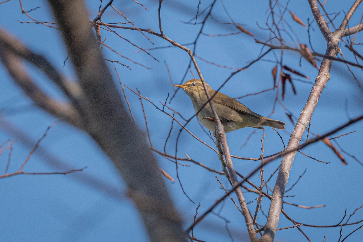 Arctic Warbler - ML642431995