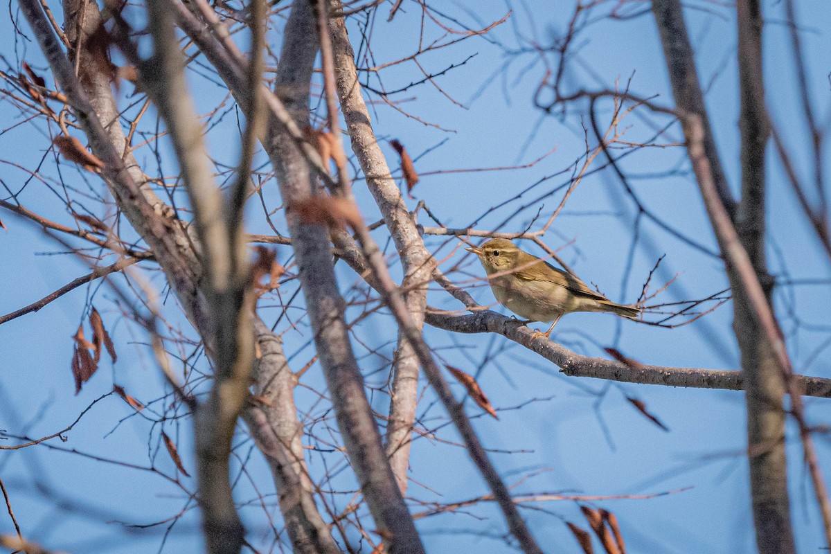Arctic Warbler - ML642431997