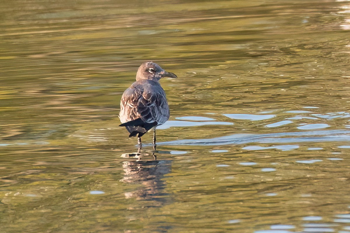 Mouette atricille - ML642431999