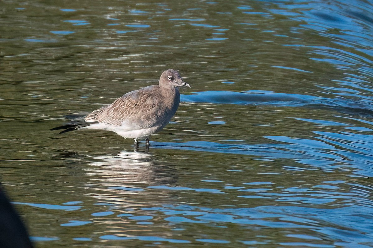 Mouette atricille - ML642432000