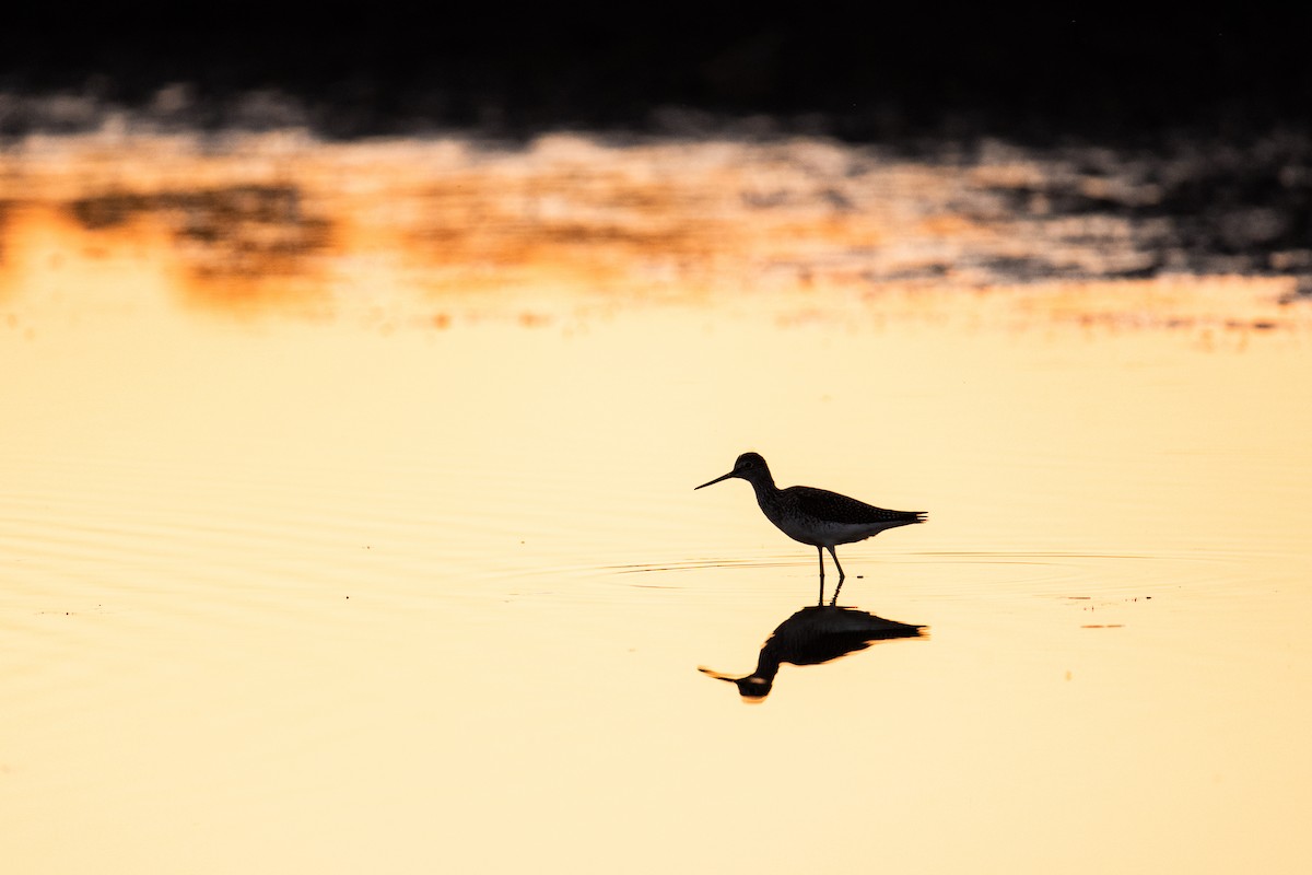 Greater Yellowlegs - ML642432001
