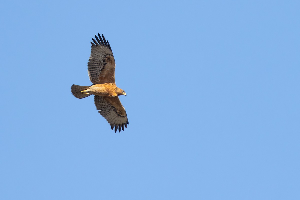 Bonelli's Eagle - ML642432003