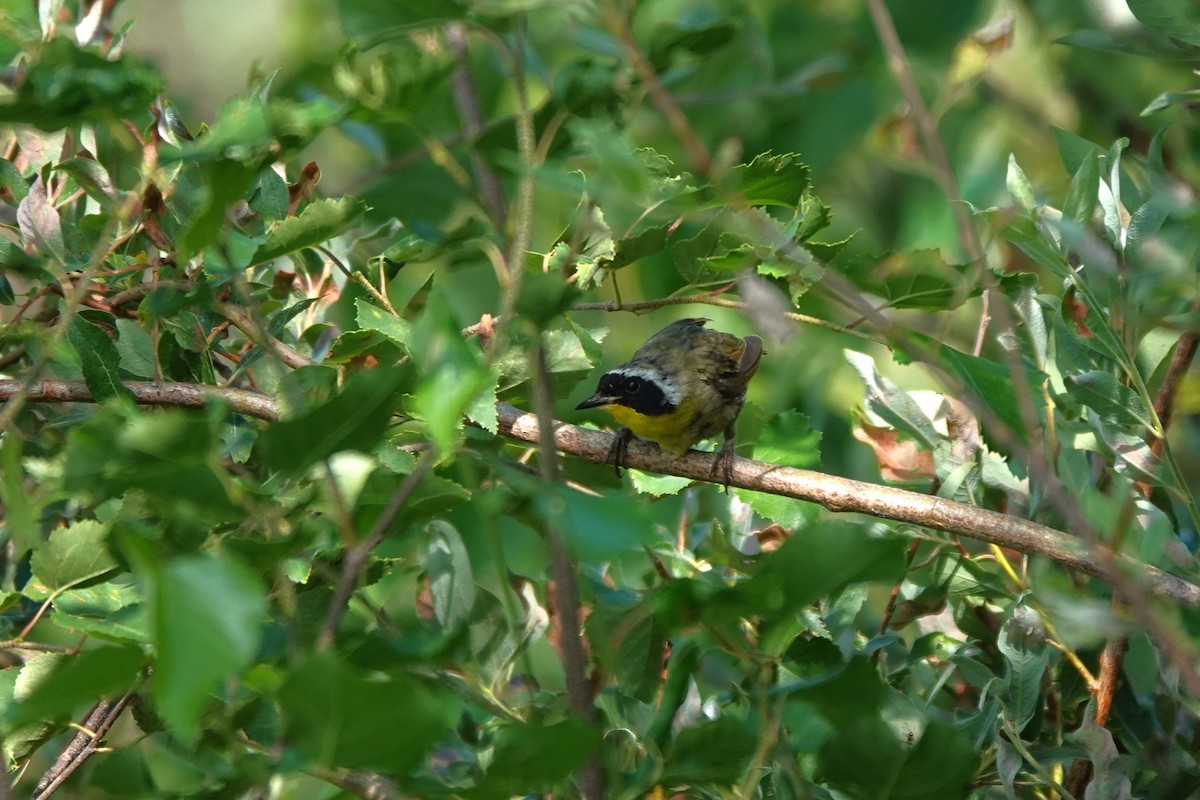 Common Yellowthroat - ML642432006