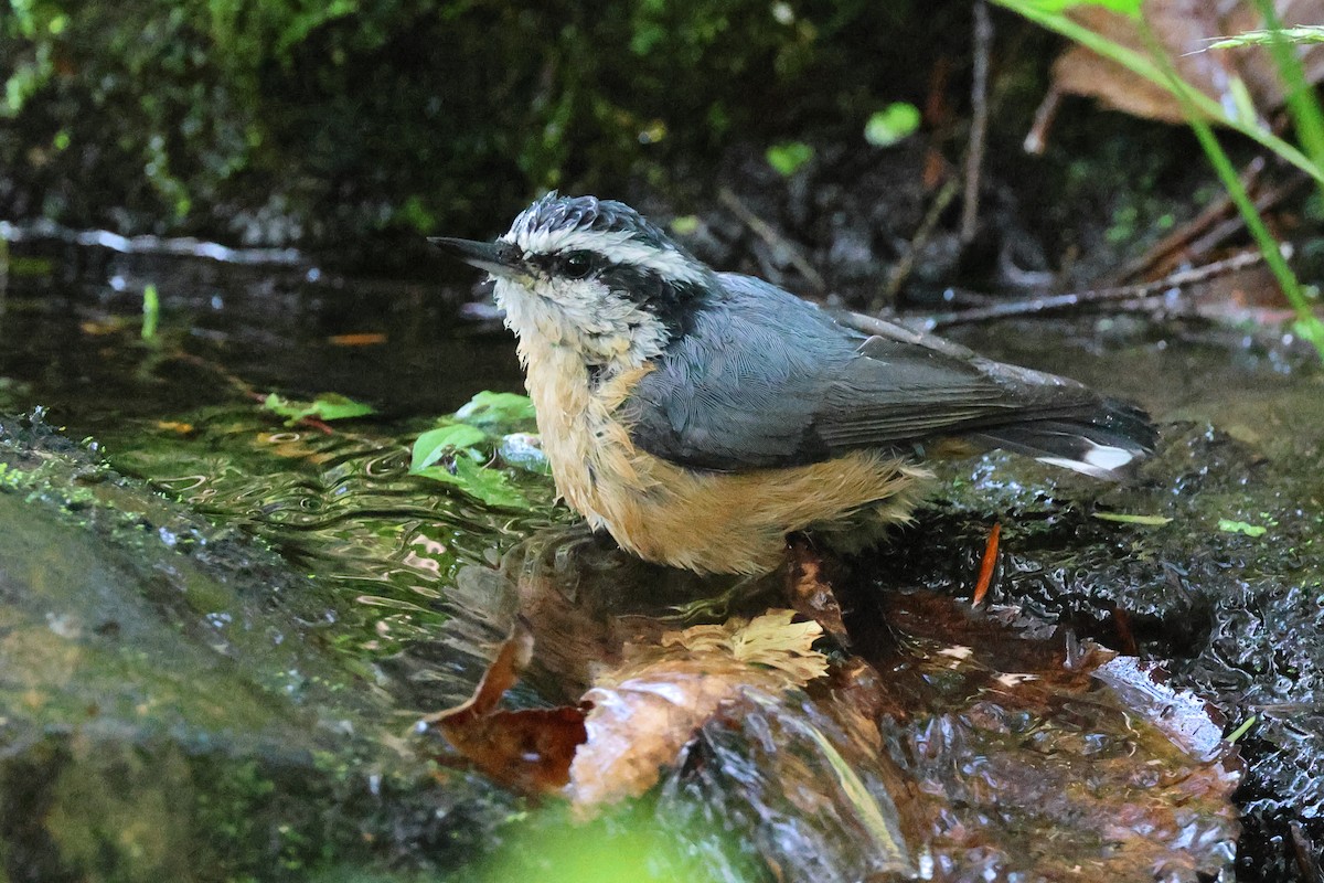 Red-breasted Nuthatch - ML642432010