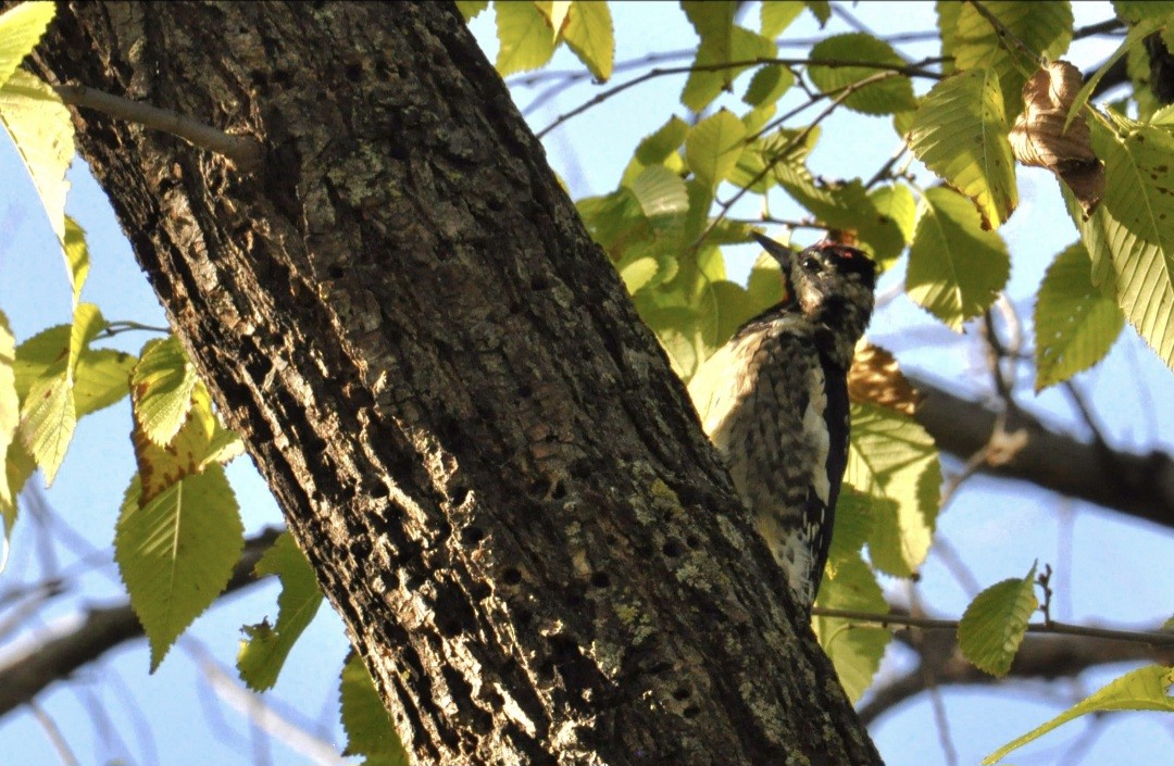 Yellow-bellied Sapsucker - ML642432014