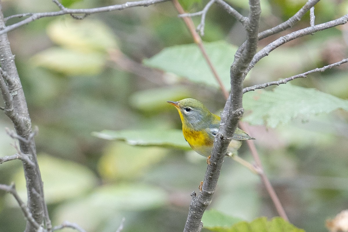 Northern Parula - ML642432016