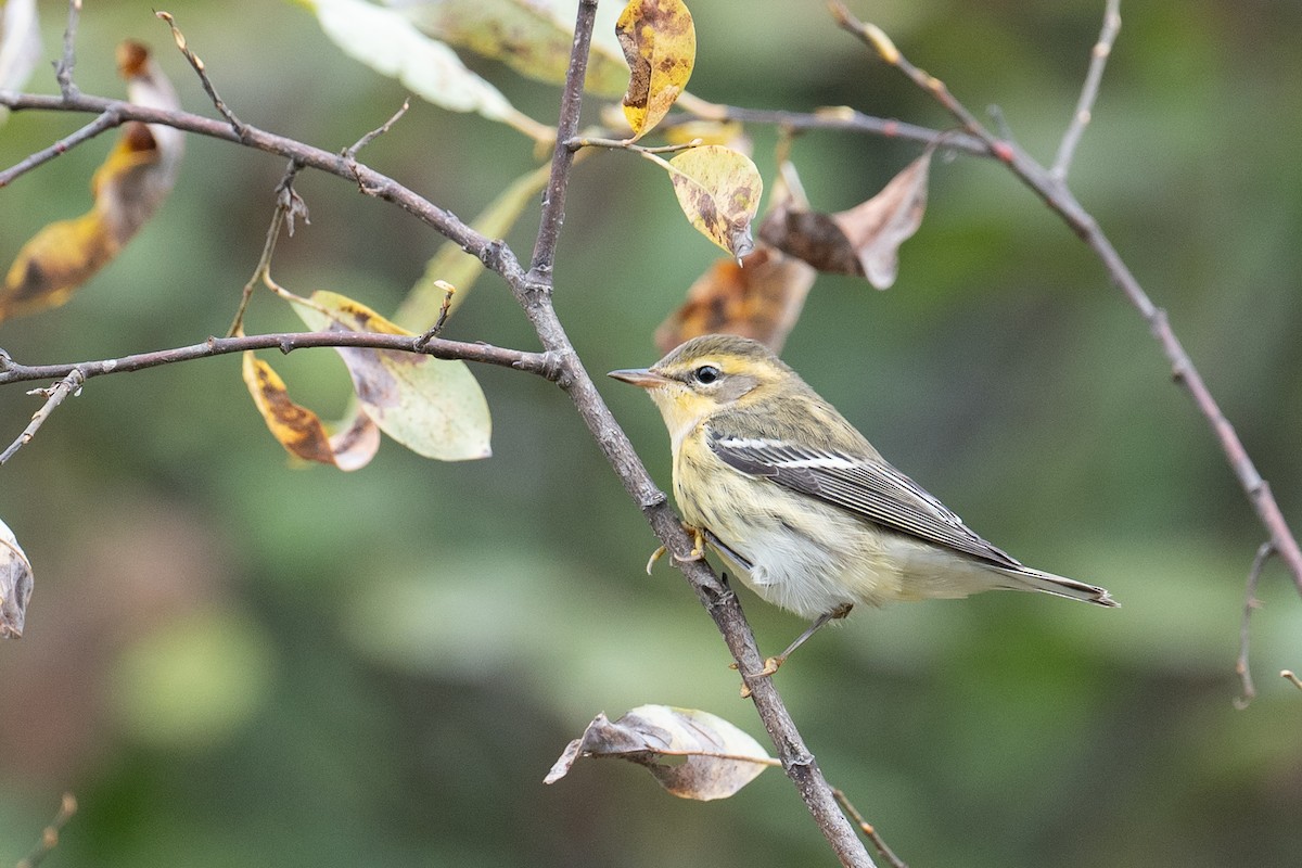 Blackburnian Warbler - ML642432020