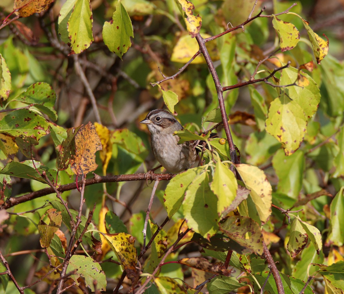 Swamp Sparrow - ML642432021