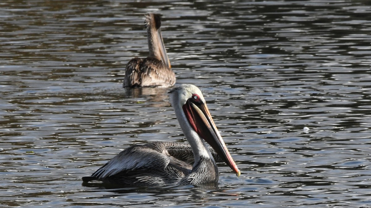 Brown Pelican - ML642432034