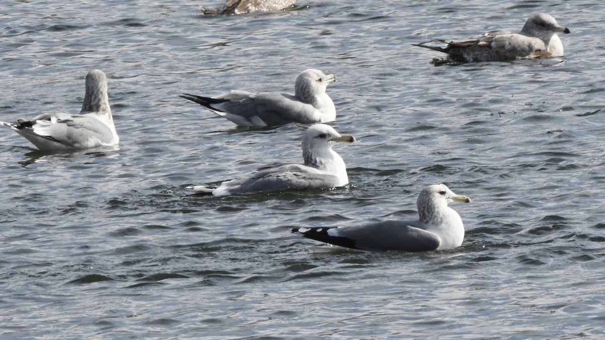 California Gull - ML642432035