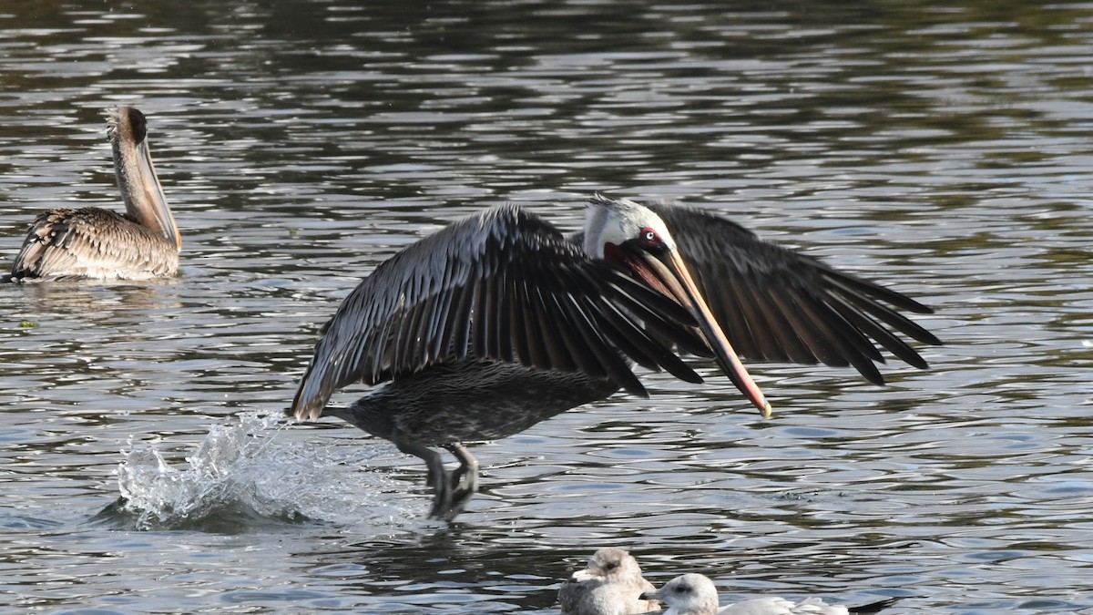 Brown Pelican - ML642432037