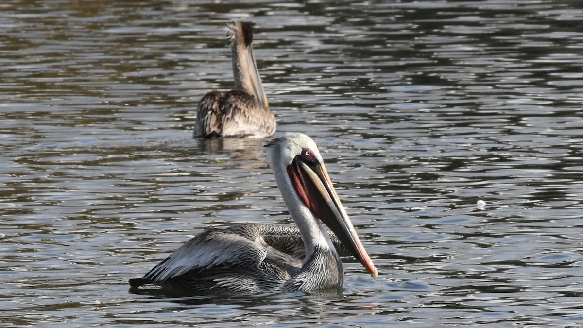 Brown Pelican - ML642432039