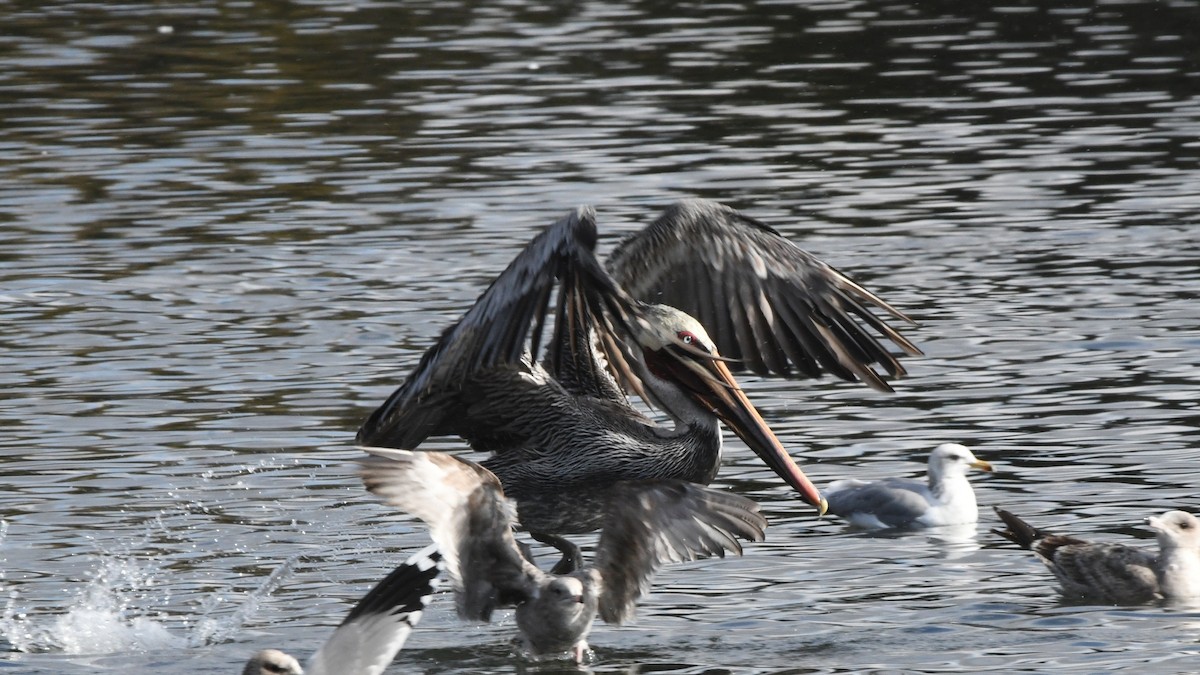 Brown Pelican - ML642432041