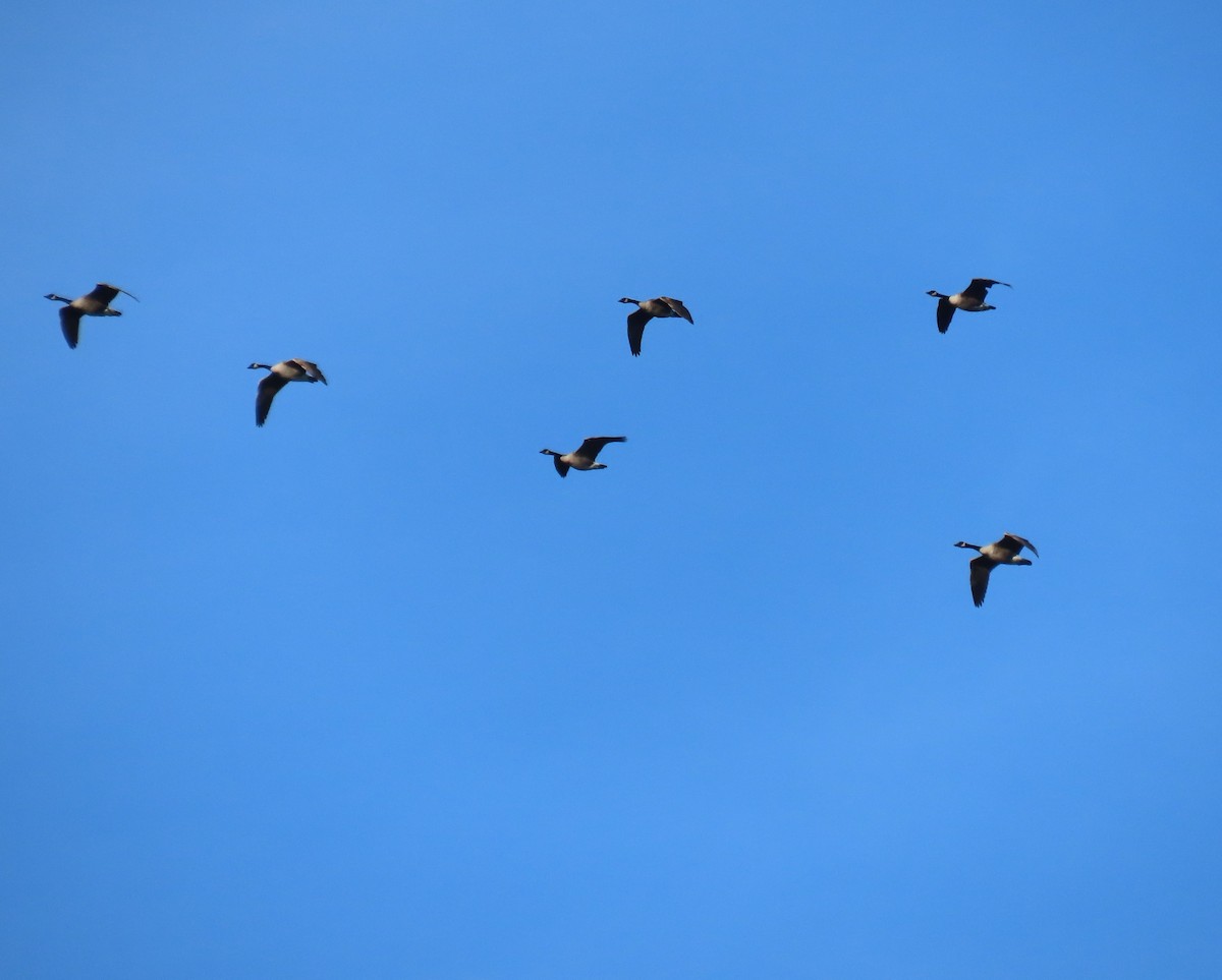 Branta kanadar handia - ML642432049