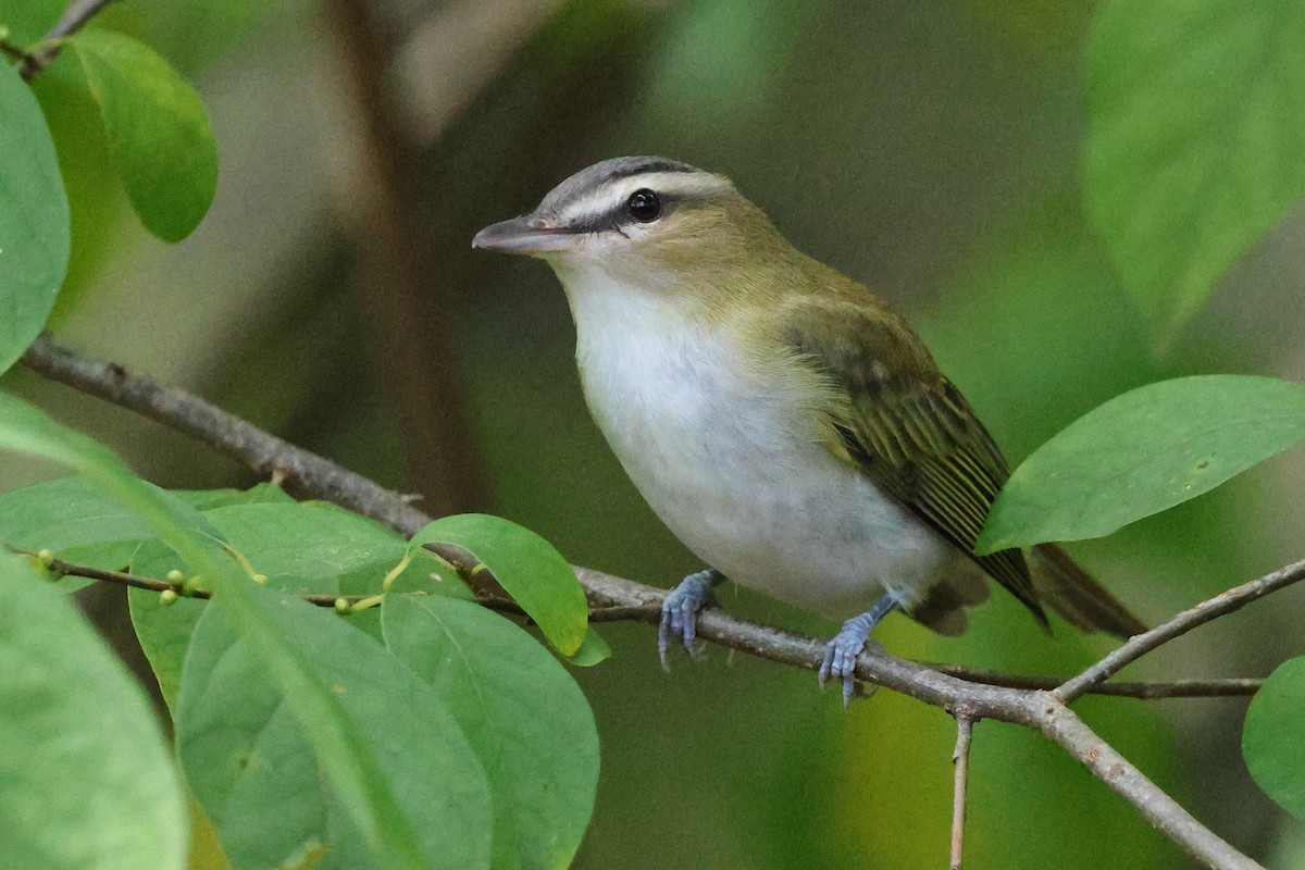 Vireo begigorria - ML642432051