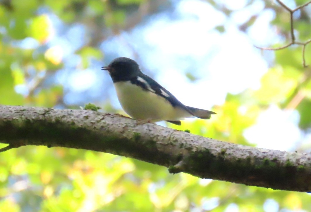 Black-throated Blue Warbler - ML642432055