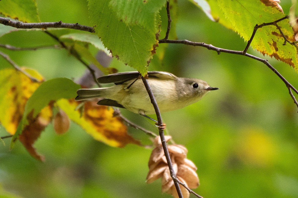 Ruby-crowned Kinglet - ML642432056