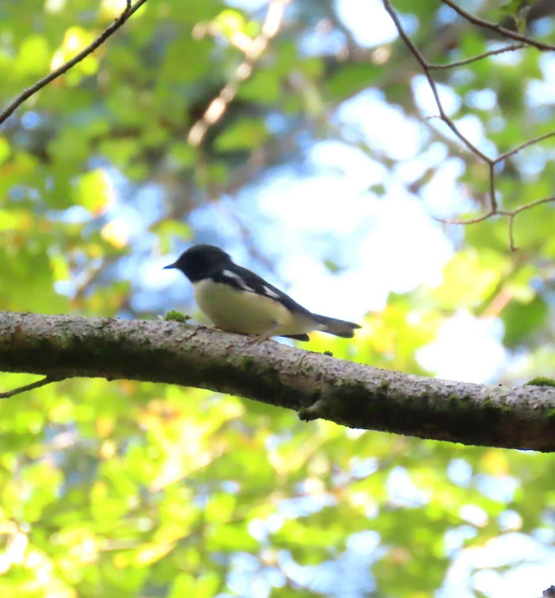 Black-throated Blue Warbler - ML642432059