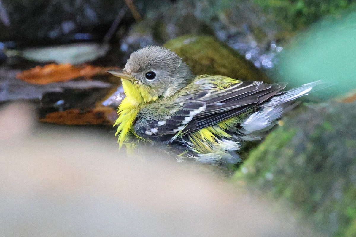 Magnolia Warbler - ML642432069
