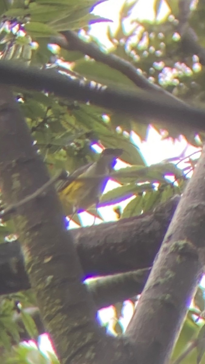 Magnolia Warbler - ML642432072
