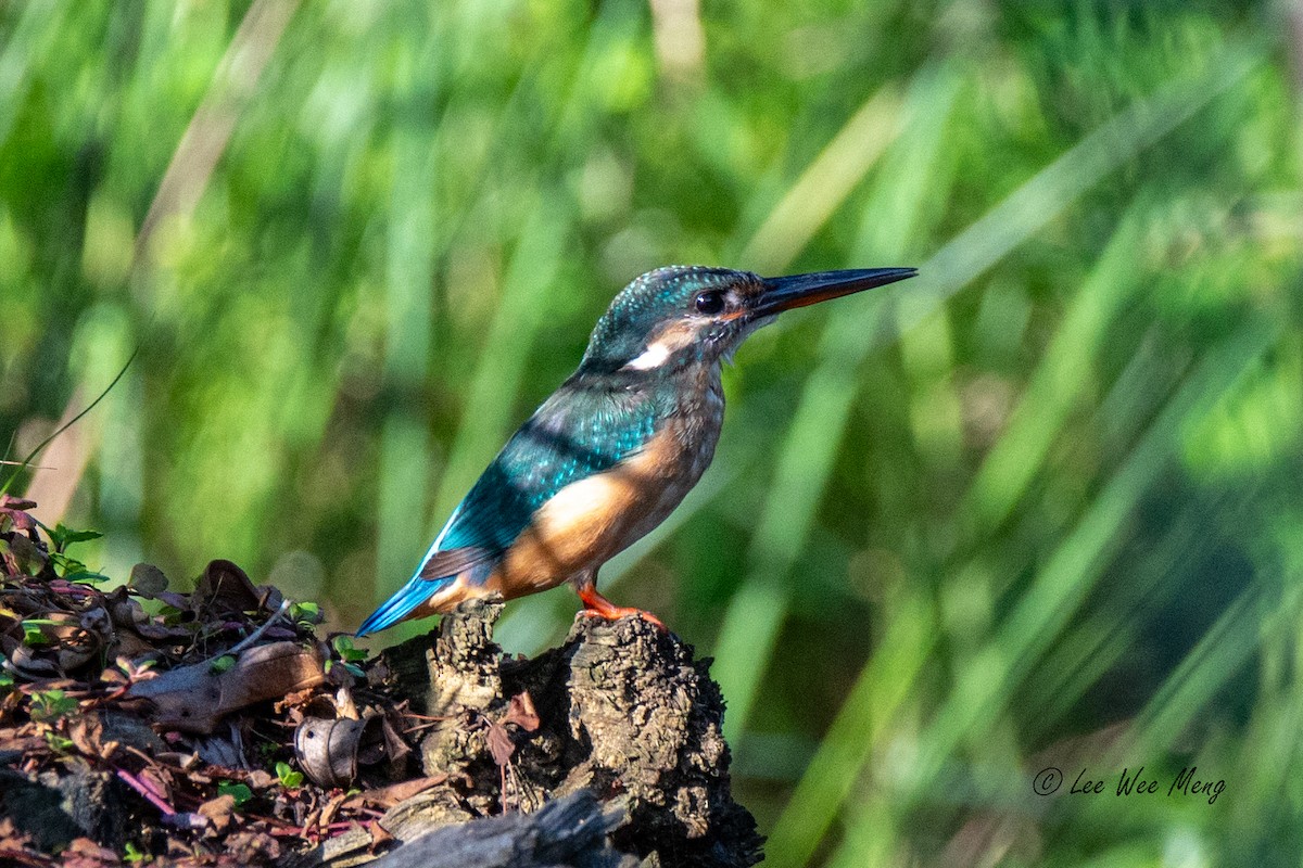 ledňáček říční - ML642432097