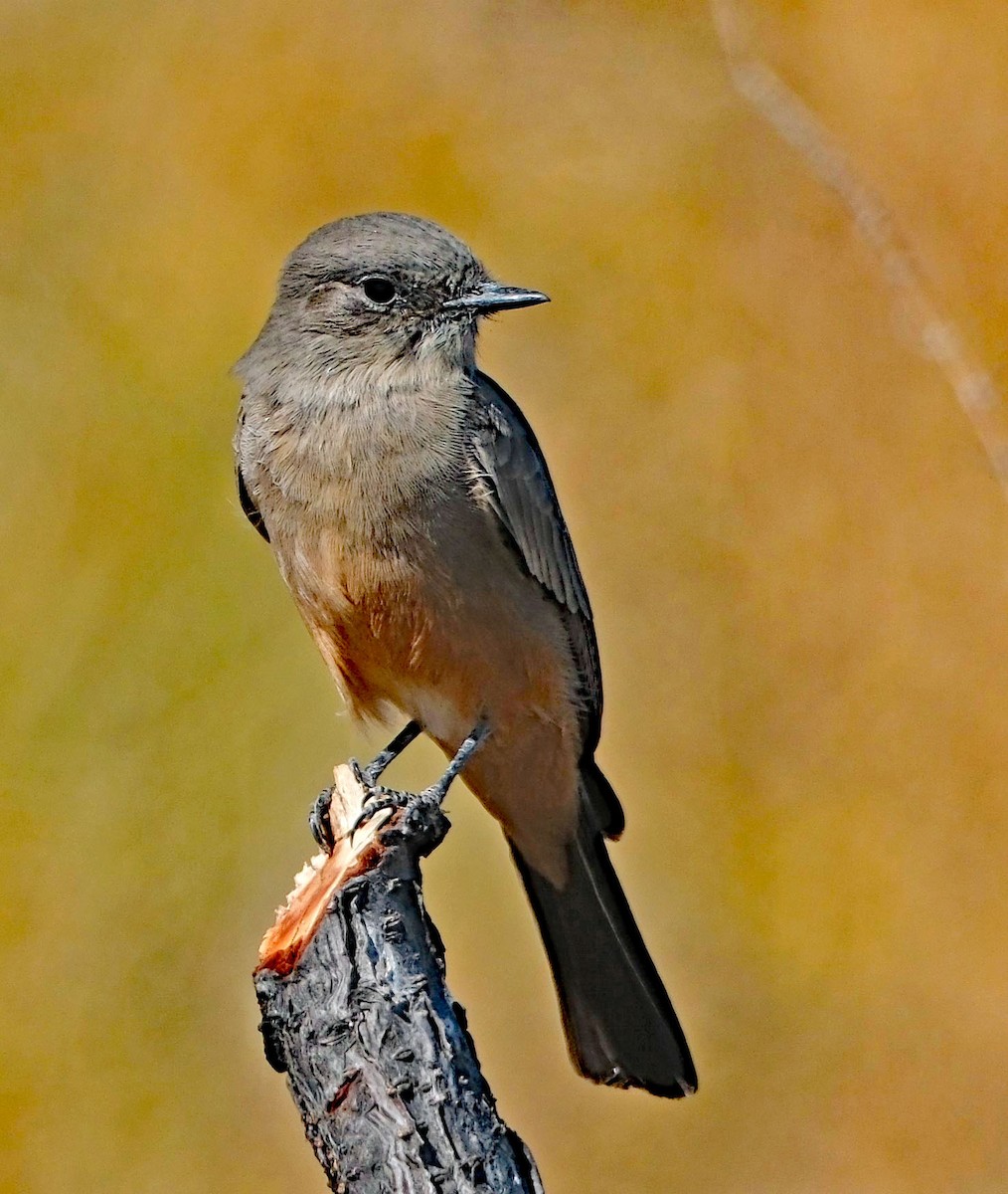 Say's Phoebe - ML642432098