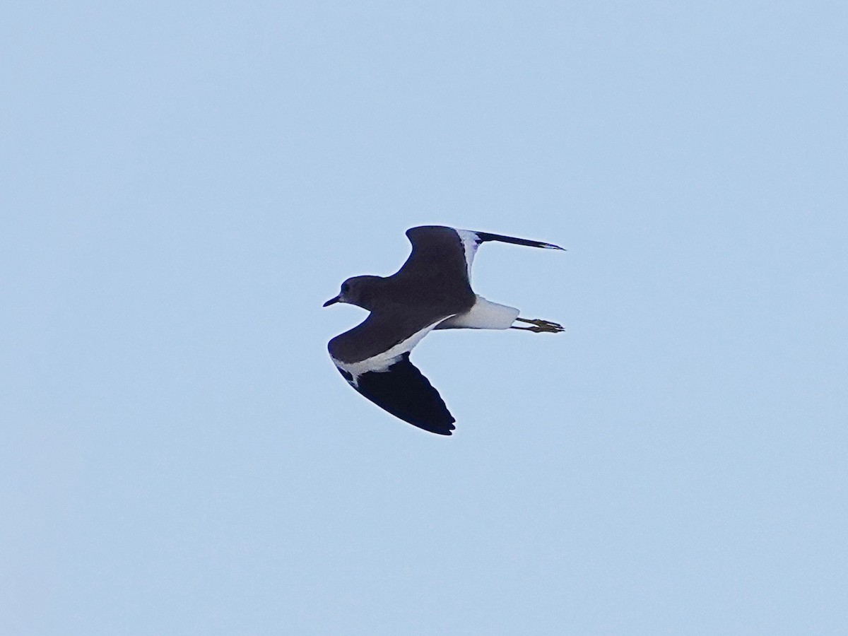White-tailed Lapwing - ML642432101