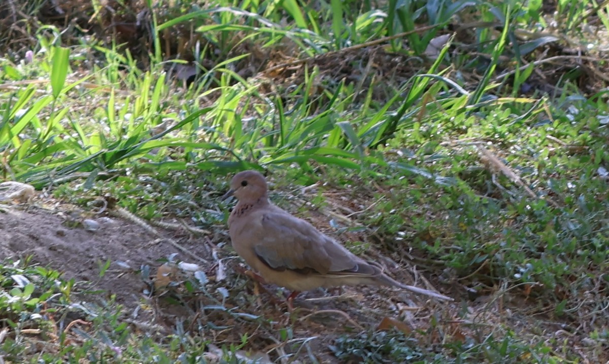Tórtola Senegalesa - ML642432102