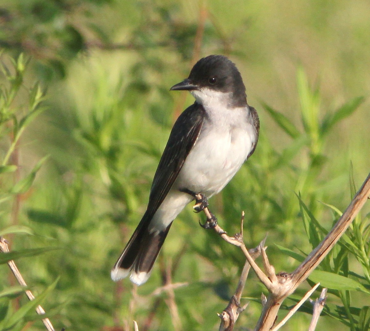 Eastern Kingbird - ML64243211