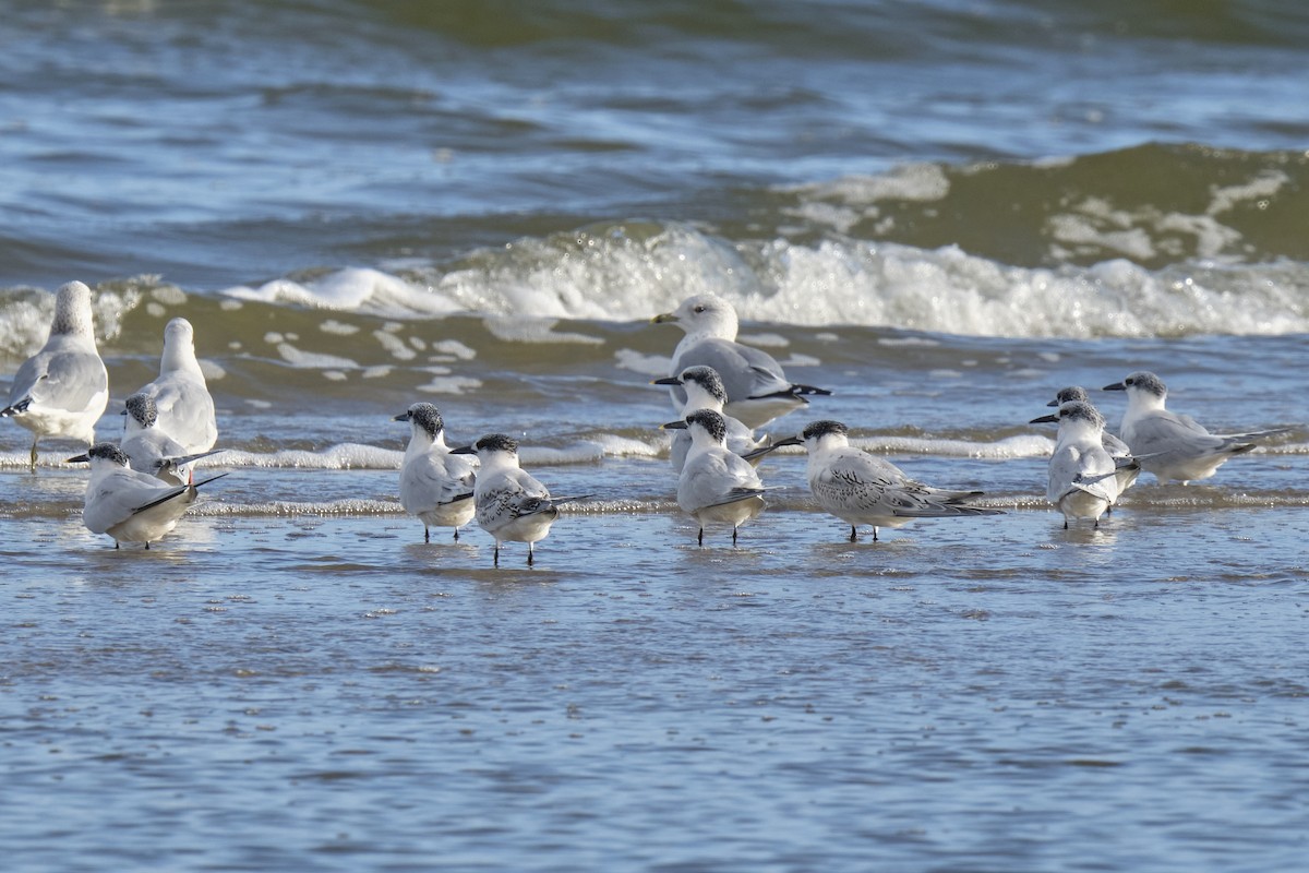 Sandwich Tern - ML642432114