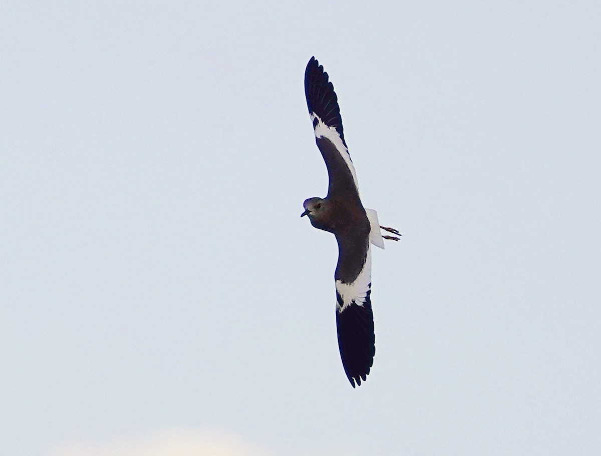White-tailed Lapwing - ML642432119