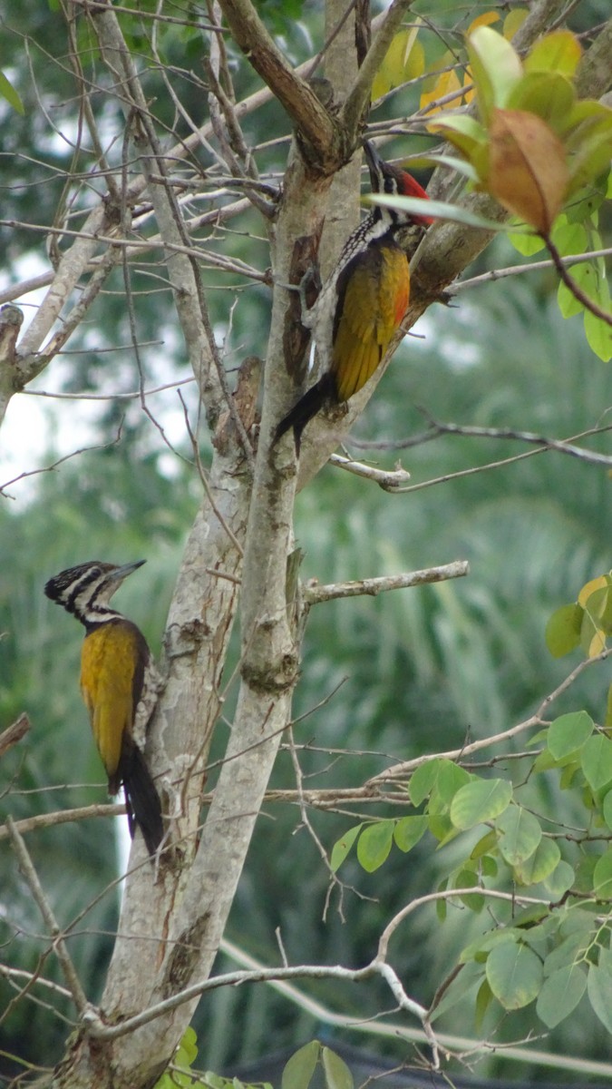 Common Flameback - ML642432138